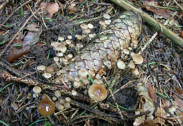 2005 :  Un anno di funghi